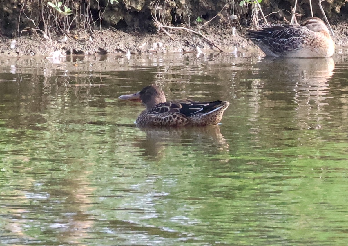 Ahate mokozabal zuria - ML644797347