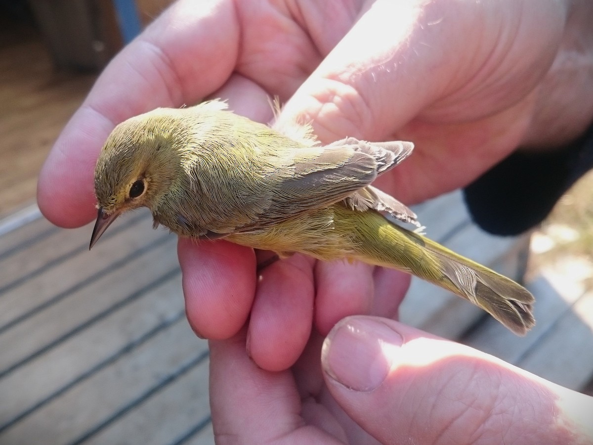 Orange-crowned Warbler - ML644797348