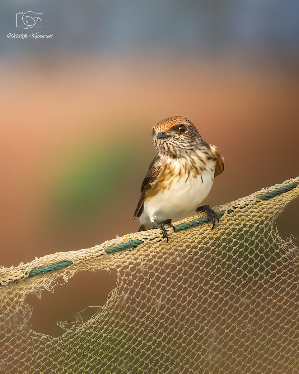 Enara indiarra - ML644797349