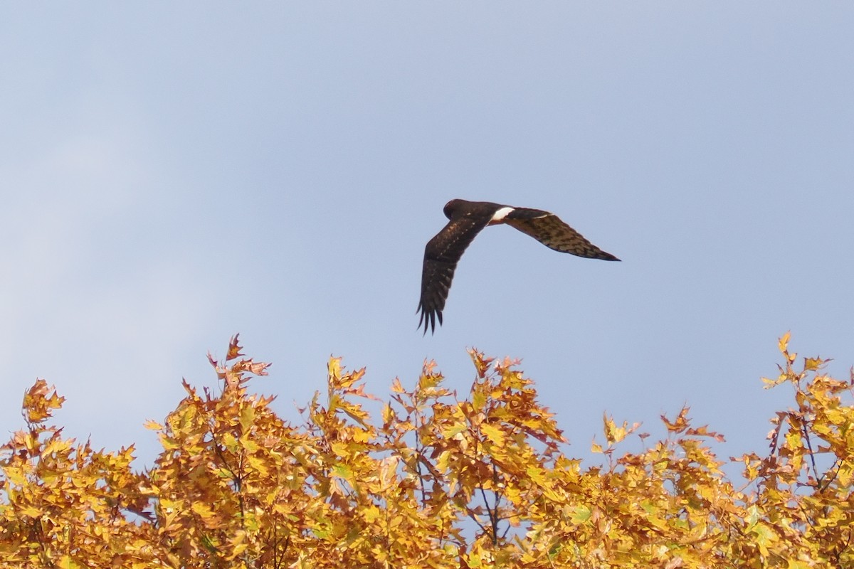 Mirotz zuri iparramerikarra - ML644797350