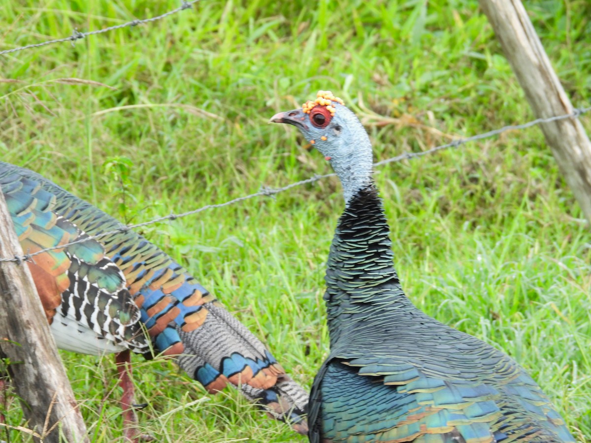 Ocellated Turkey - ML644797351