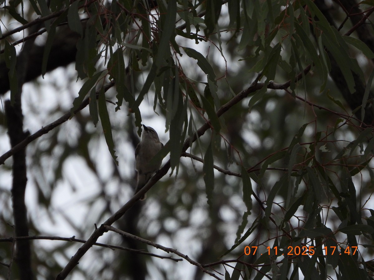 Western Gerygone - ML644797352