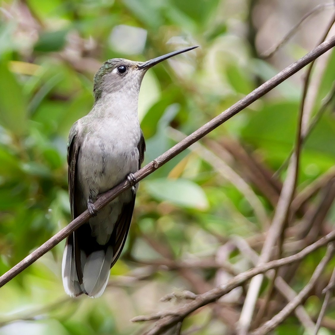 Diamantina Sabrewing - ML644797356