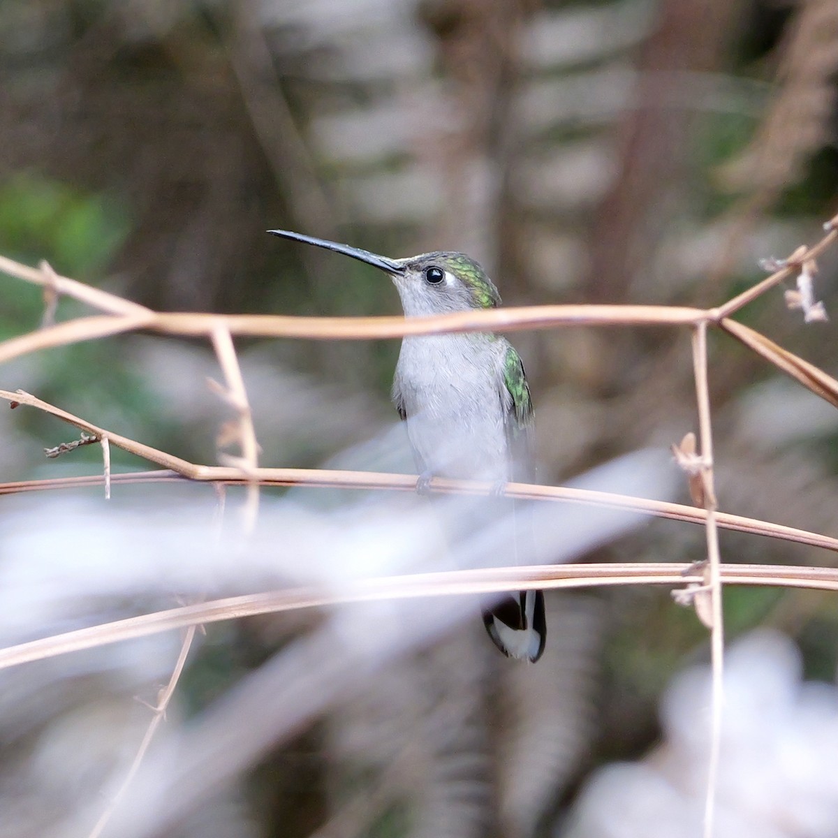 Diamantina Sabrewing - ML644797358