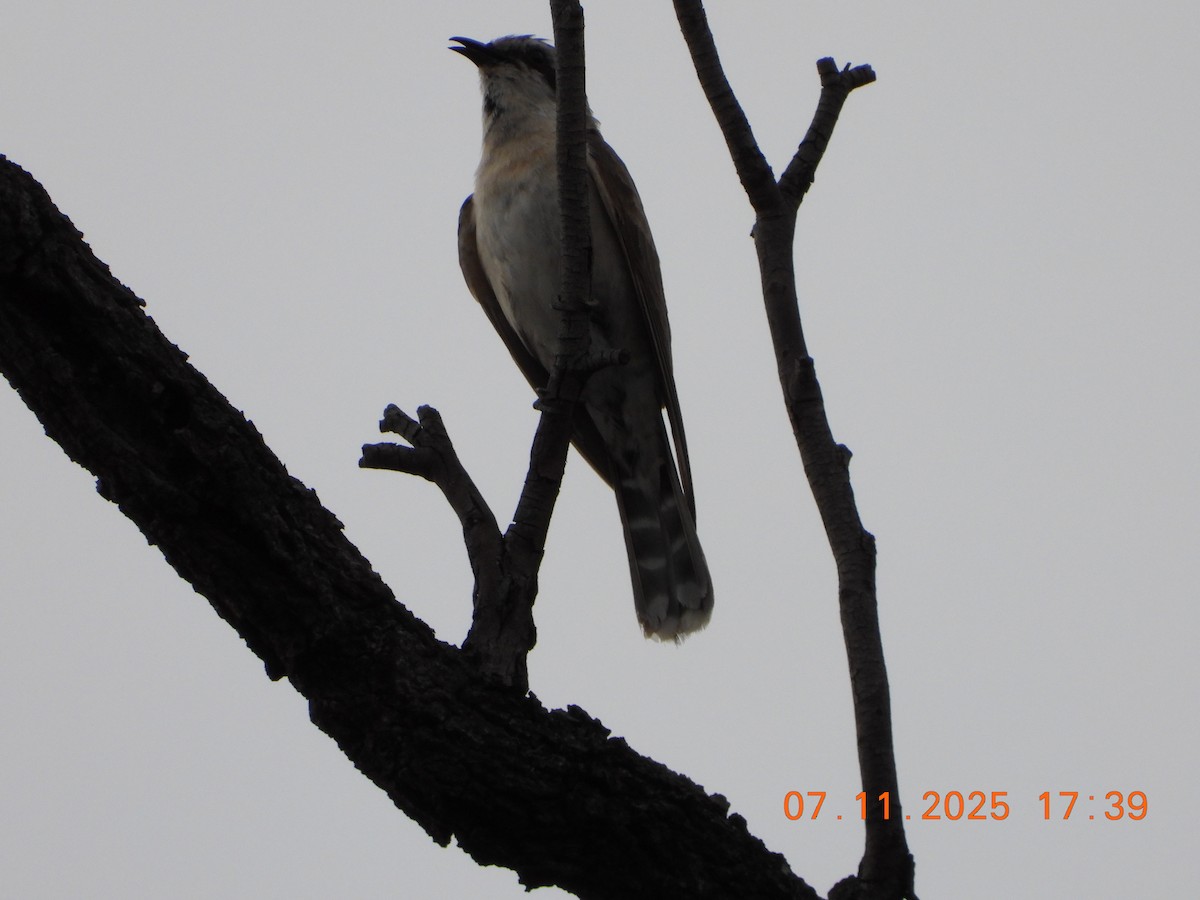 Black-eared Cuckoo - ML644797360