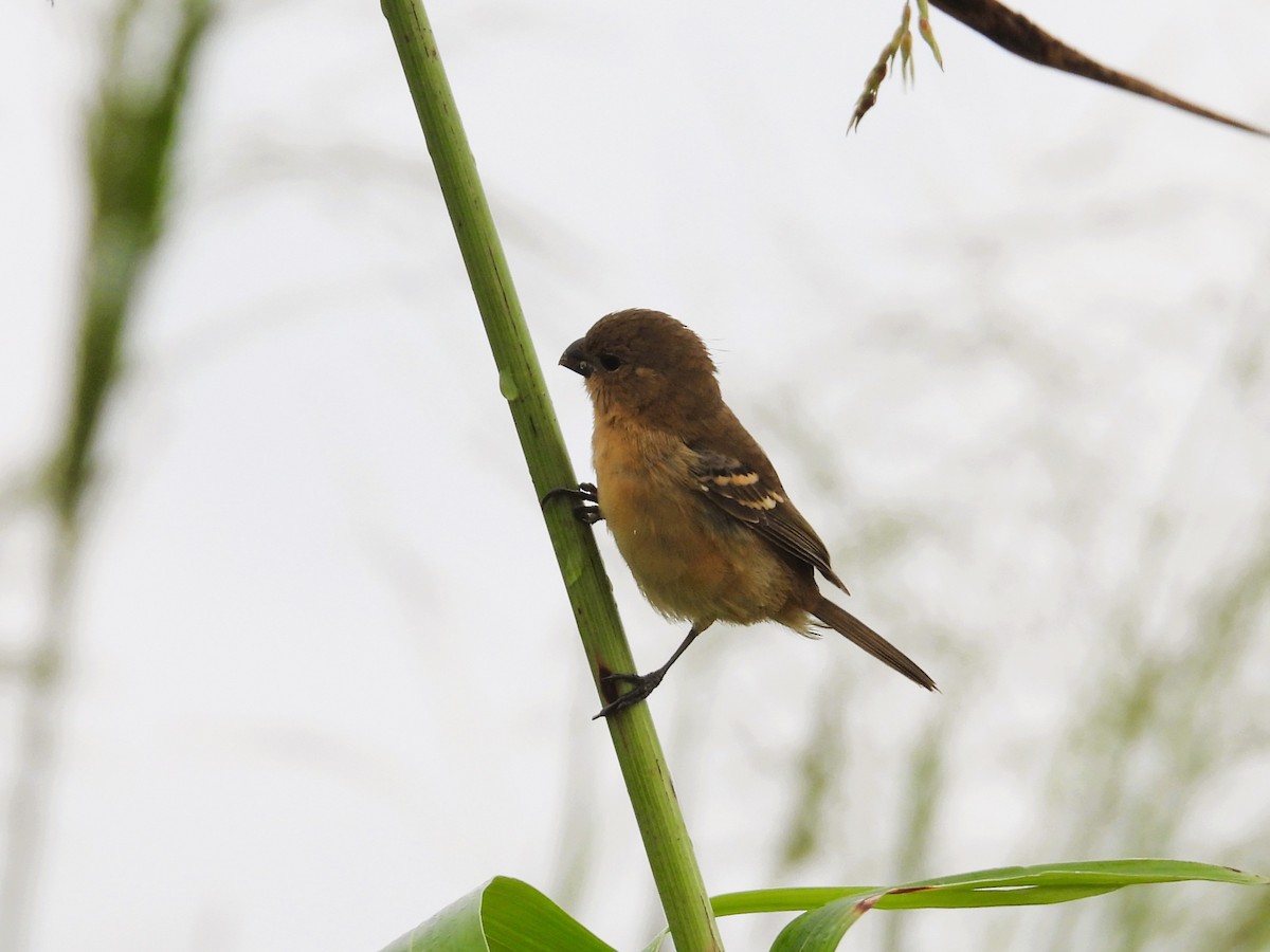 Morelet's Seedeater - ML644797361