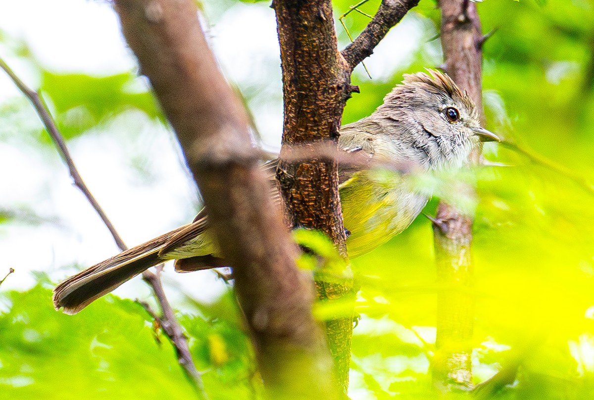 Southern Scrub-Flycatcher - ML644797363