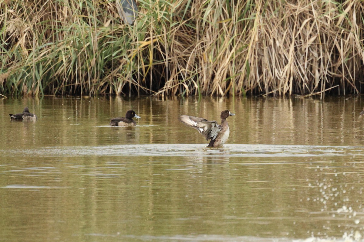 斑背潛鴨 - ML644797364