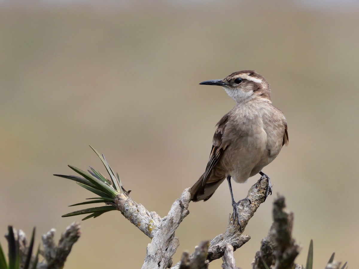 Long-tailed Cinclodes (Cipo) - ML644797386