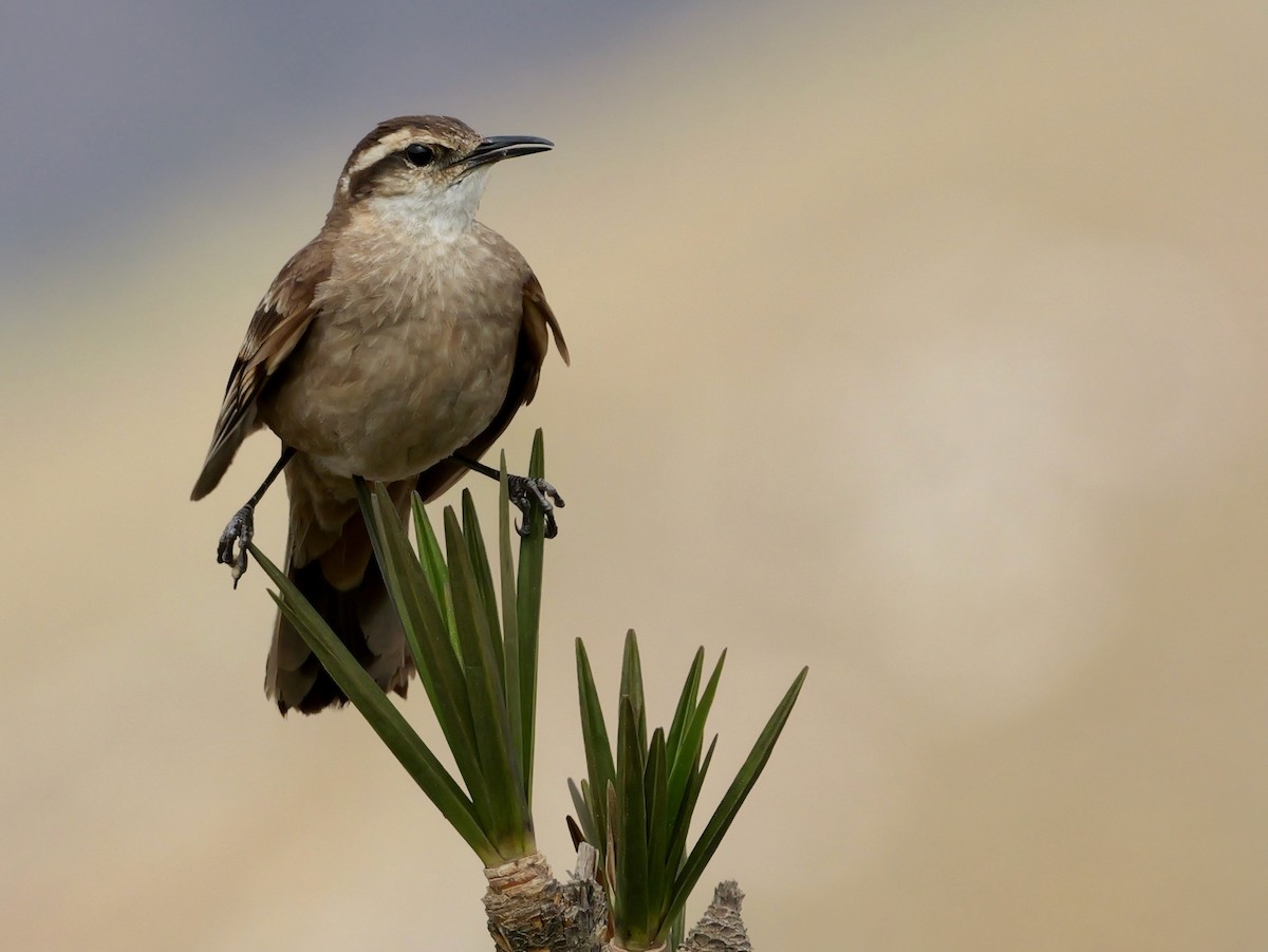 Long-tailed Cinclodes (Cipo) - ML644797388