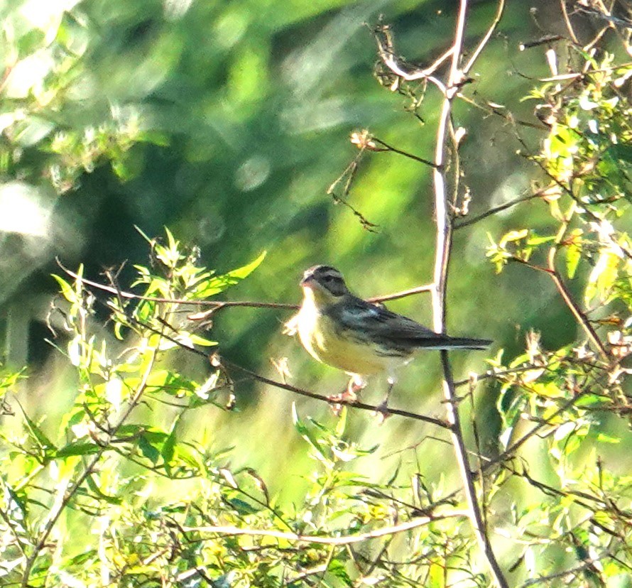 גיבתון צווארון - ML644797391