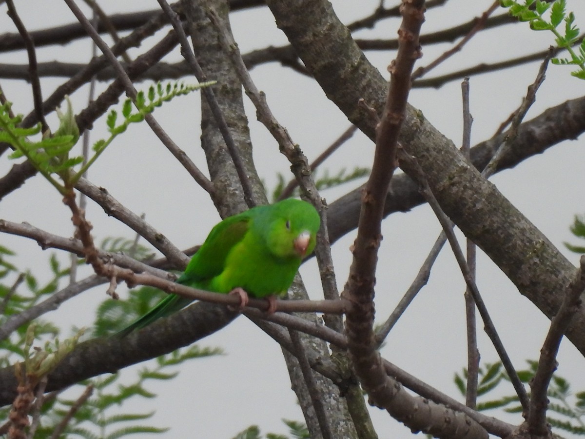 オナガミドリインコ - ML644797416