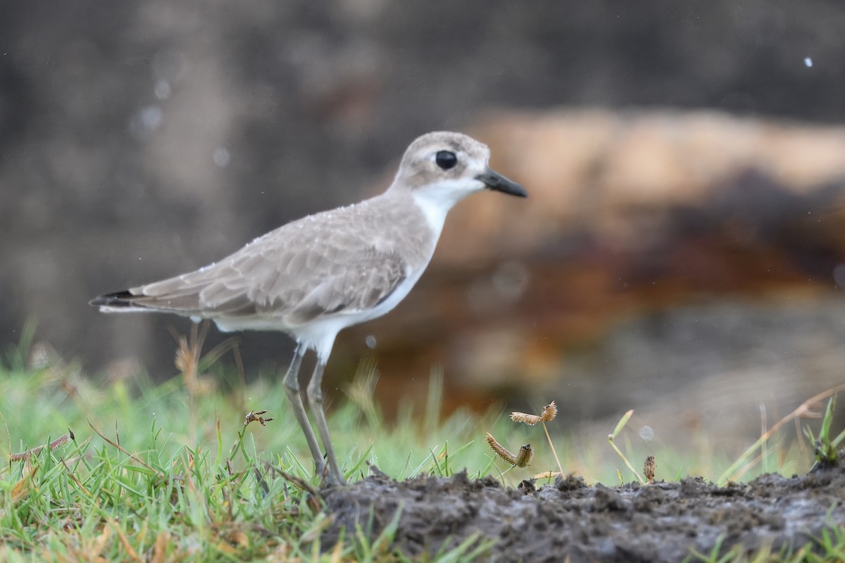Tibet Cılıbıtı - ML644797422