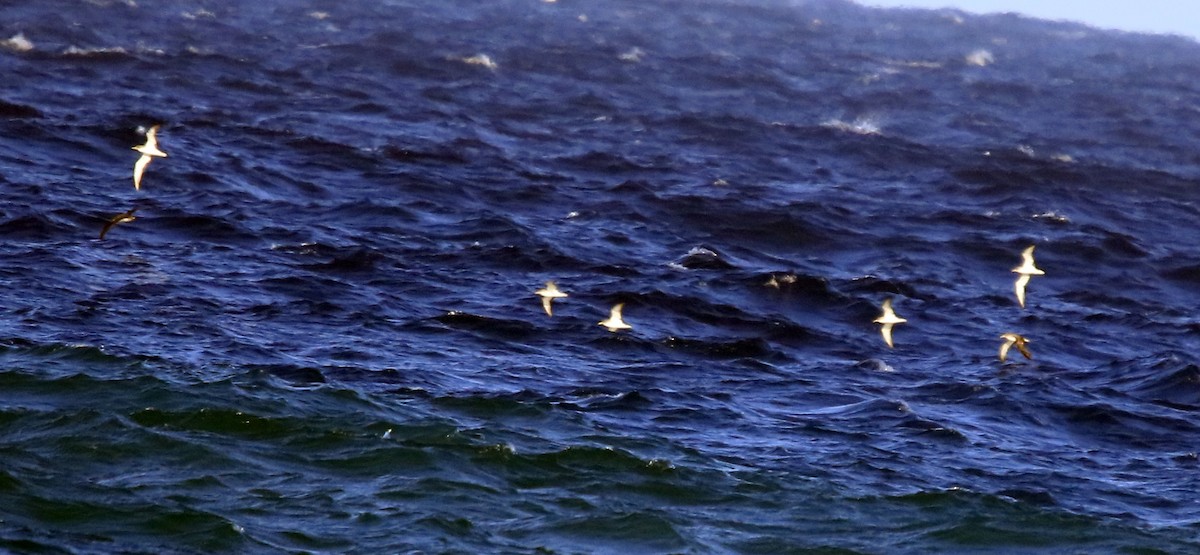 Scopoli's Shearwater - ML644797423