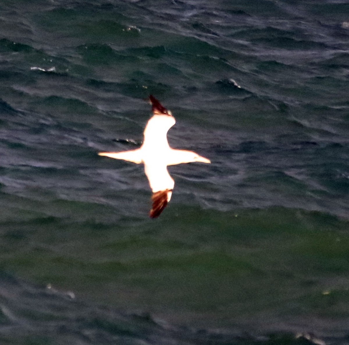 Northern Gannet - ML644797424