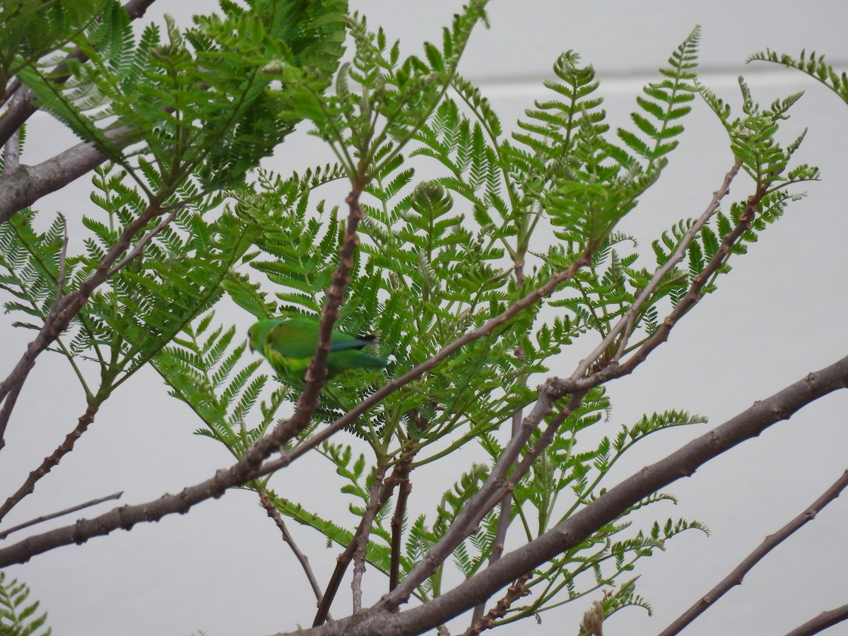 オナガミドリインコ - ML644797432