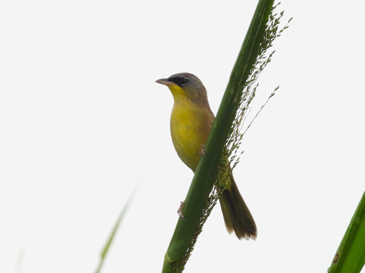 Gray-crowned Yellowthroat - ML644797434