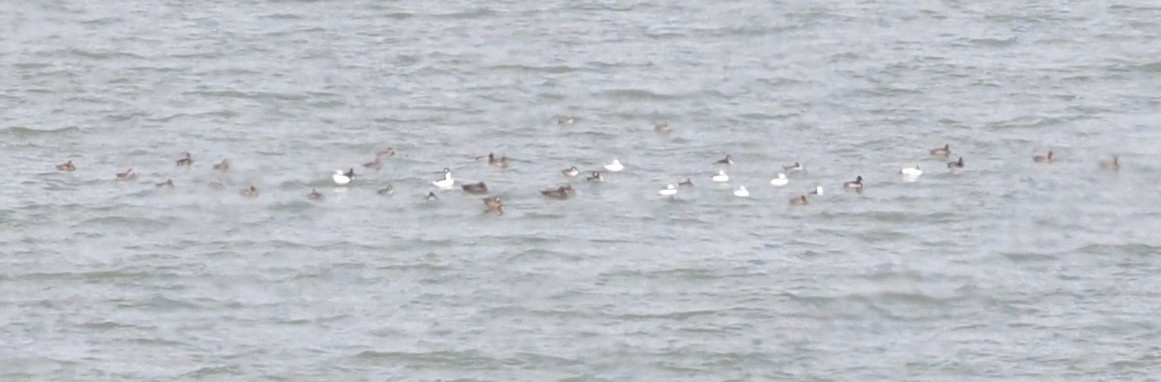 Bufflehead - ML644797436