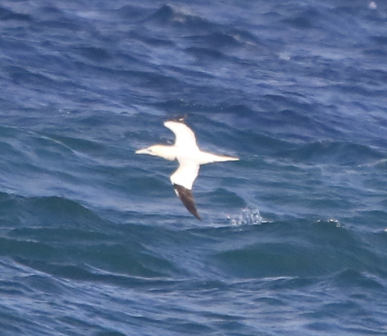 Northern Gannet - ML644797438