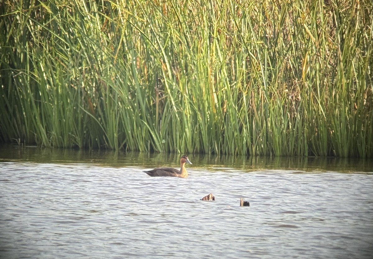 Philippine Duck - ML644797439