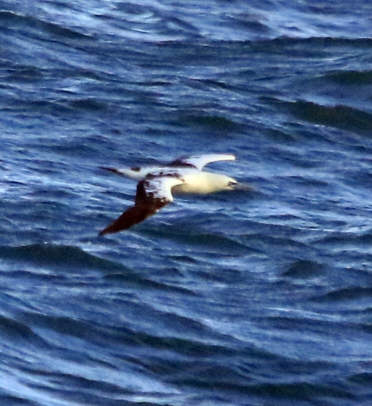 Northern Gannet - ML644797456