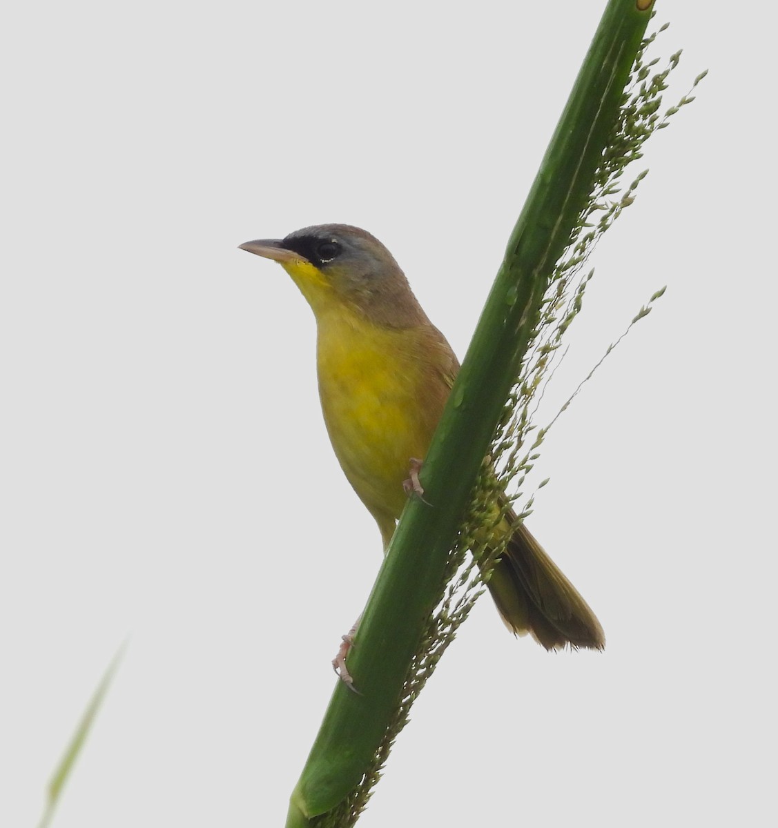 Gray-crowned Yellowthroat - ML644797457