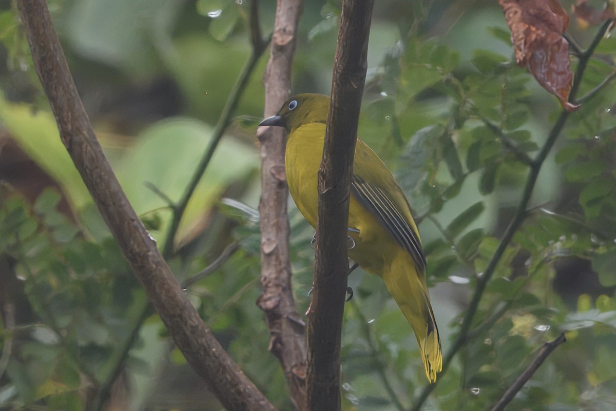 Andaman Bulbul - ML644797483