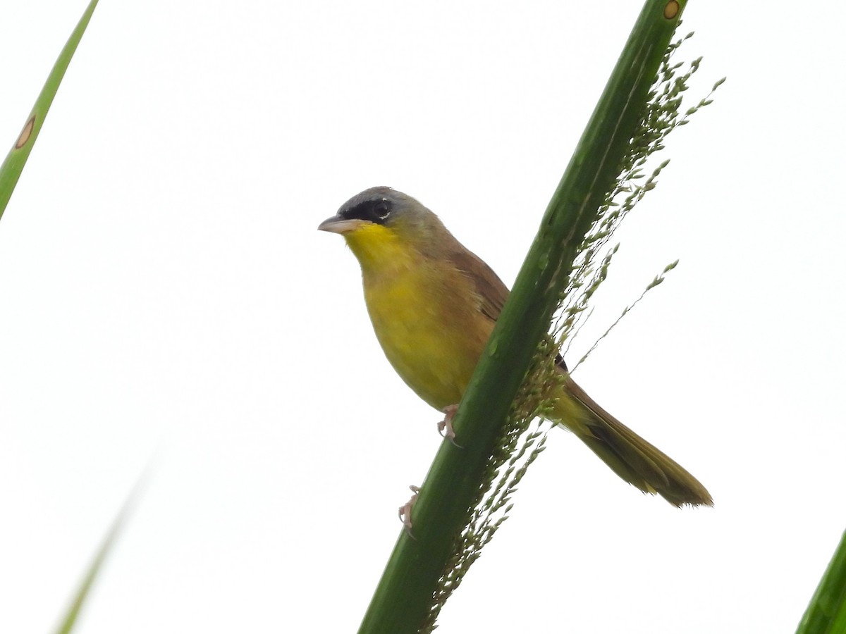 Gray-crowned Yellowthroat - ML644797484