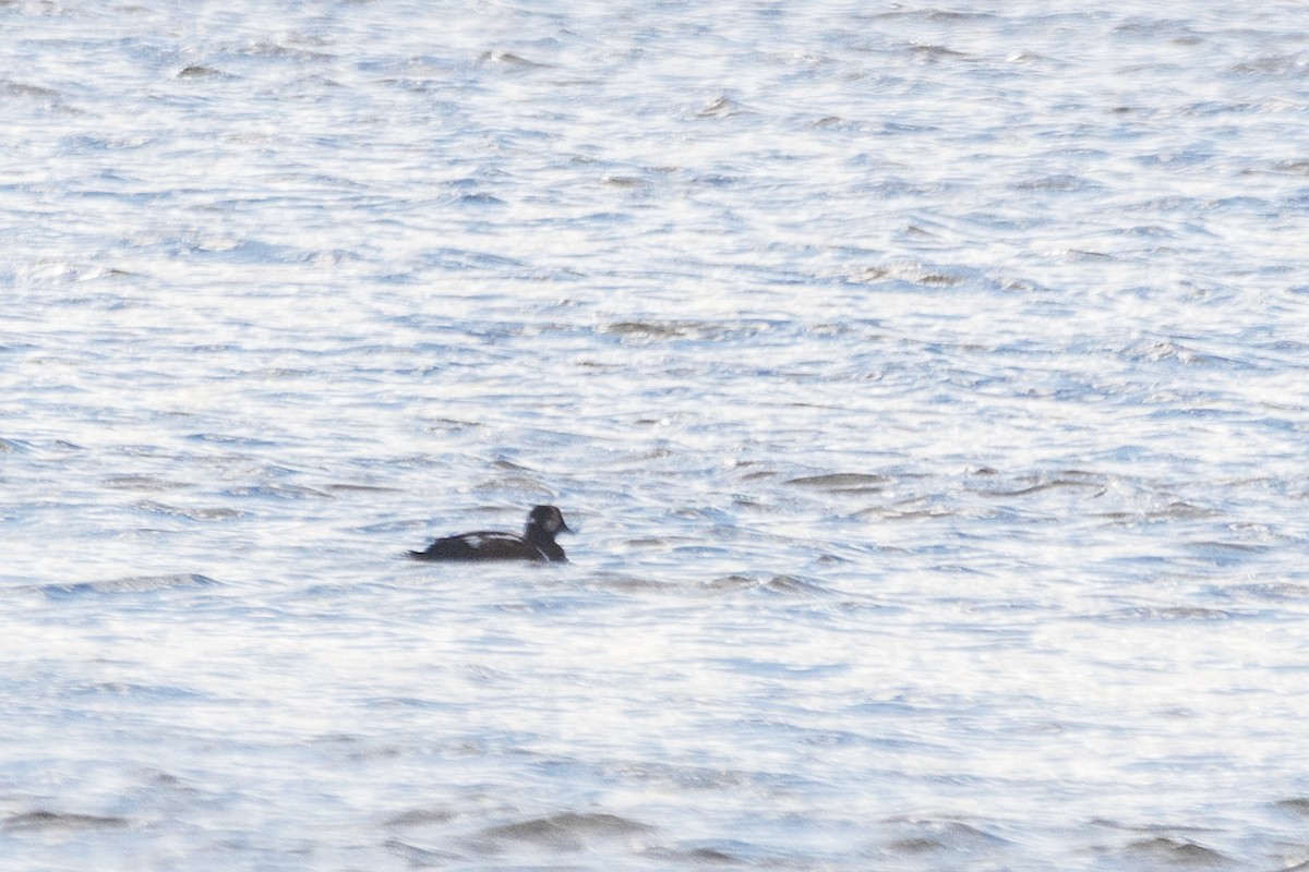 Palyaço Ördeği - ML644797491