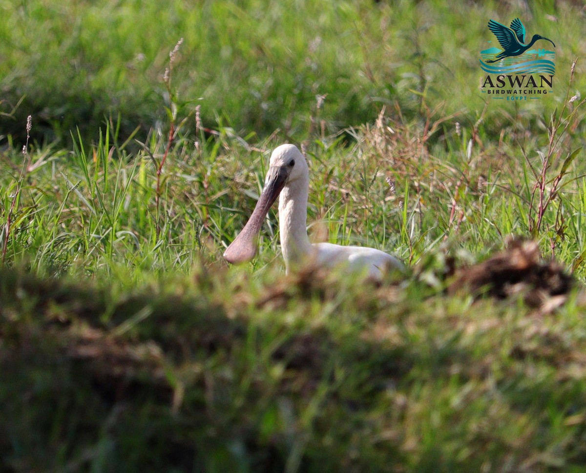 Eurasian Spoonbill - ML644797492
