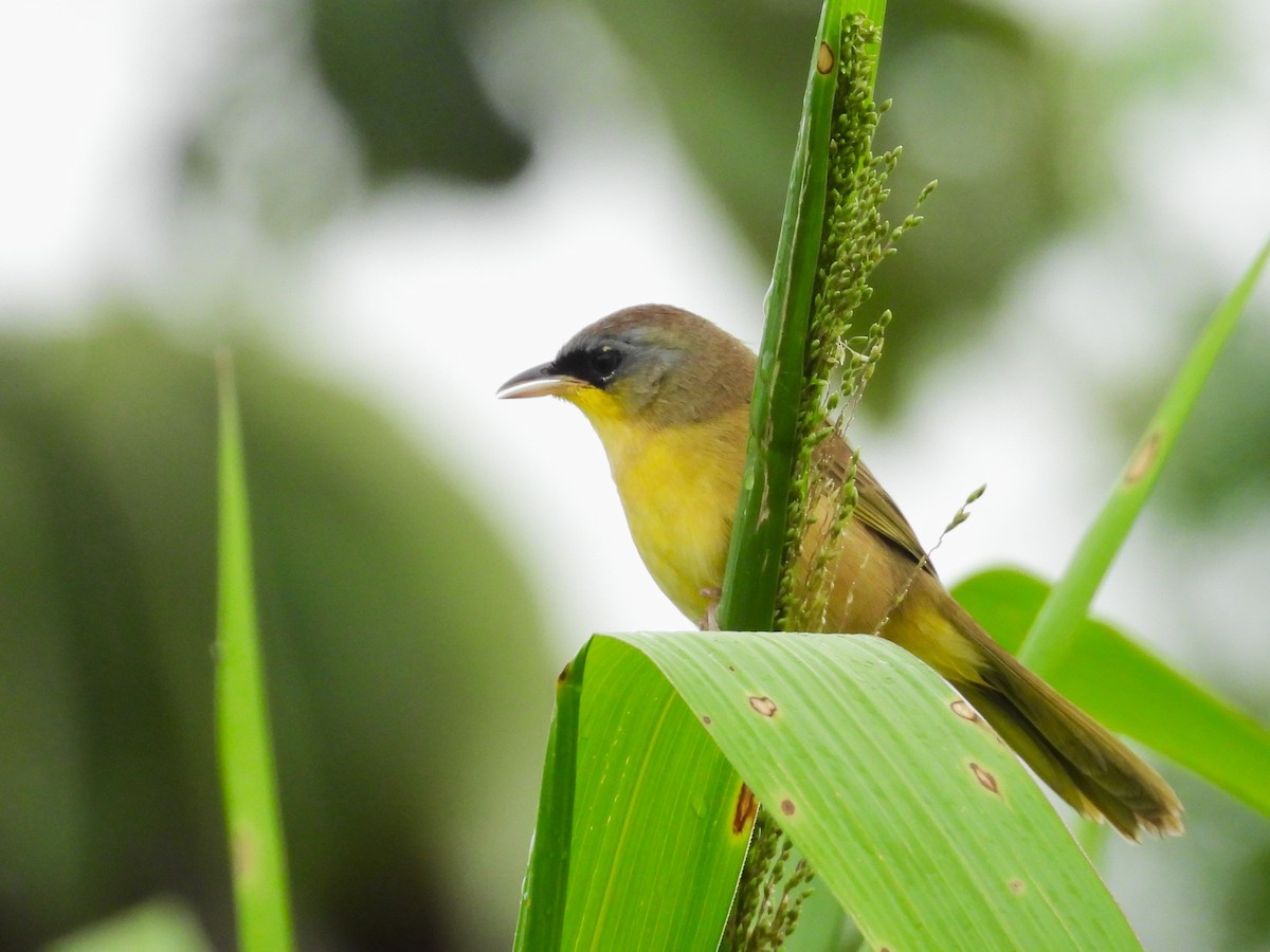 Gray-crowned Yellowthroat - ML644797500