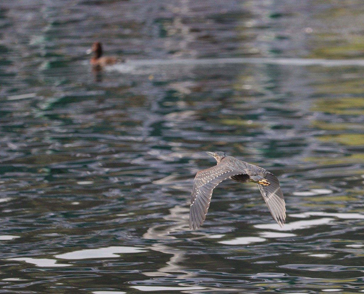 Little Heron - ML644797502
