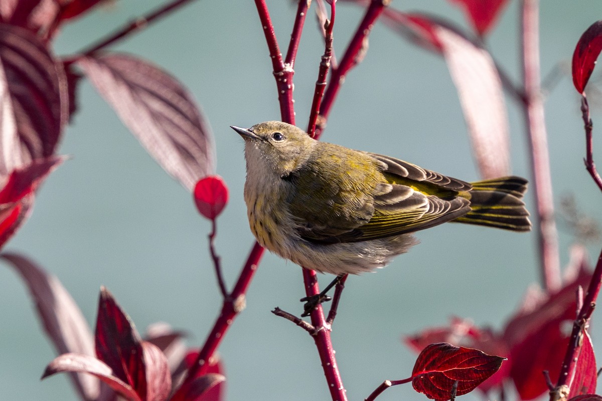 Cape May Warbler - ML644797505