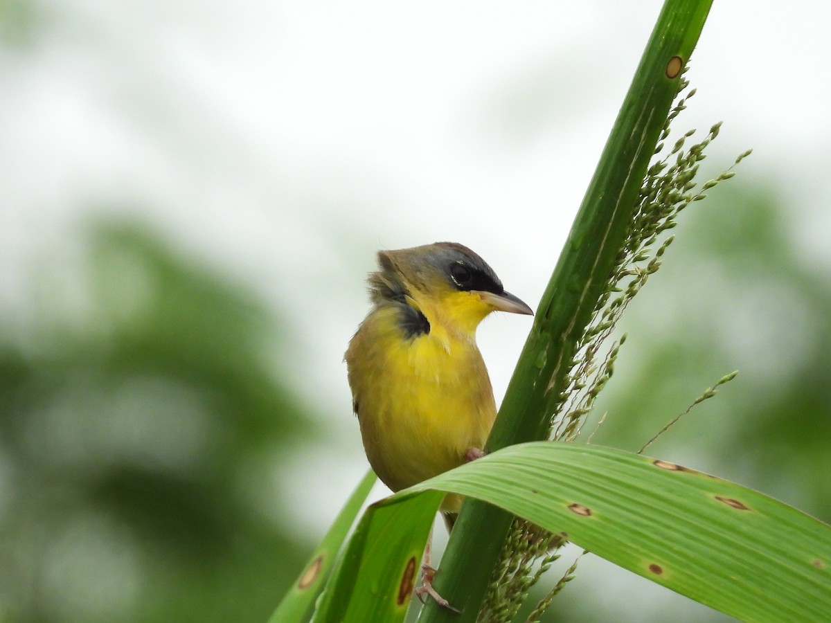 Gray-crowned Yellowthroat - ML644797520