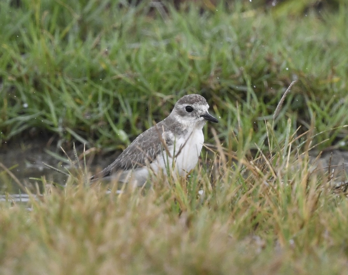 Tibet Cılıbıtı - ML644797528