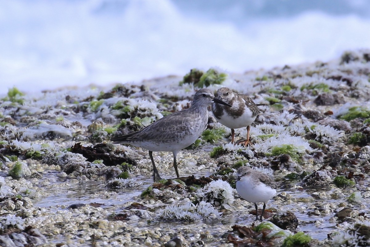 Исландский песочник - ML644797529