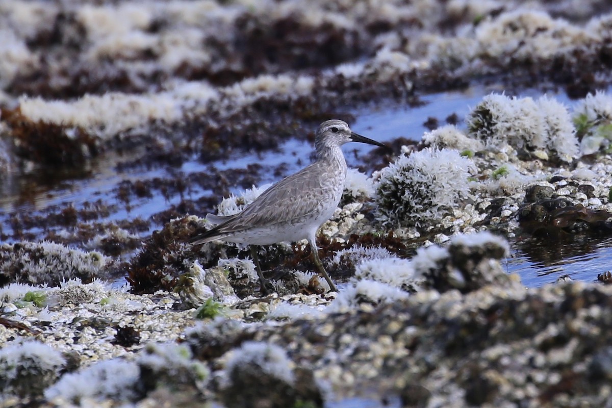 Исландский песочник - ML644797530