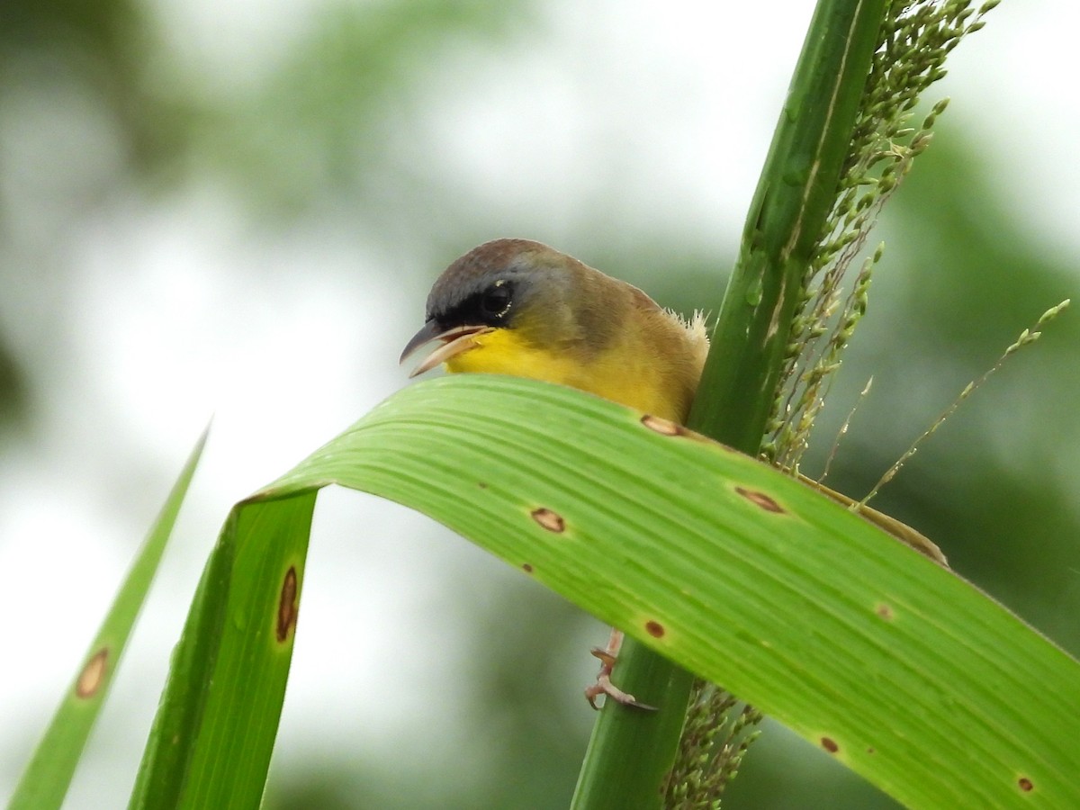 Gray-crowned Yellowthroat - ML644797531