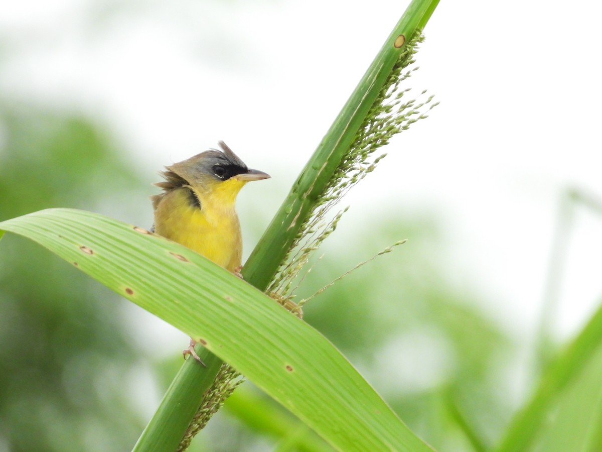 Gray-crowned Yellowthroat - ML644797535