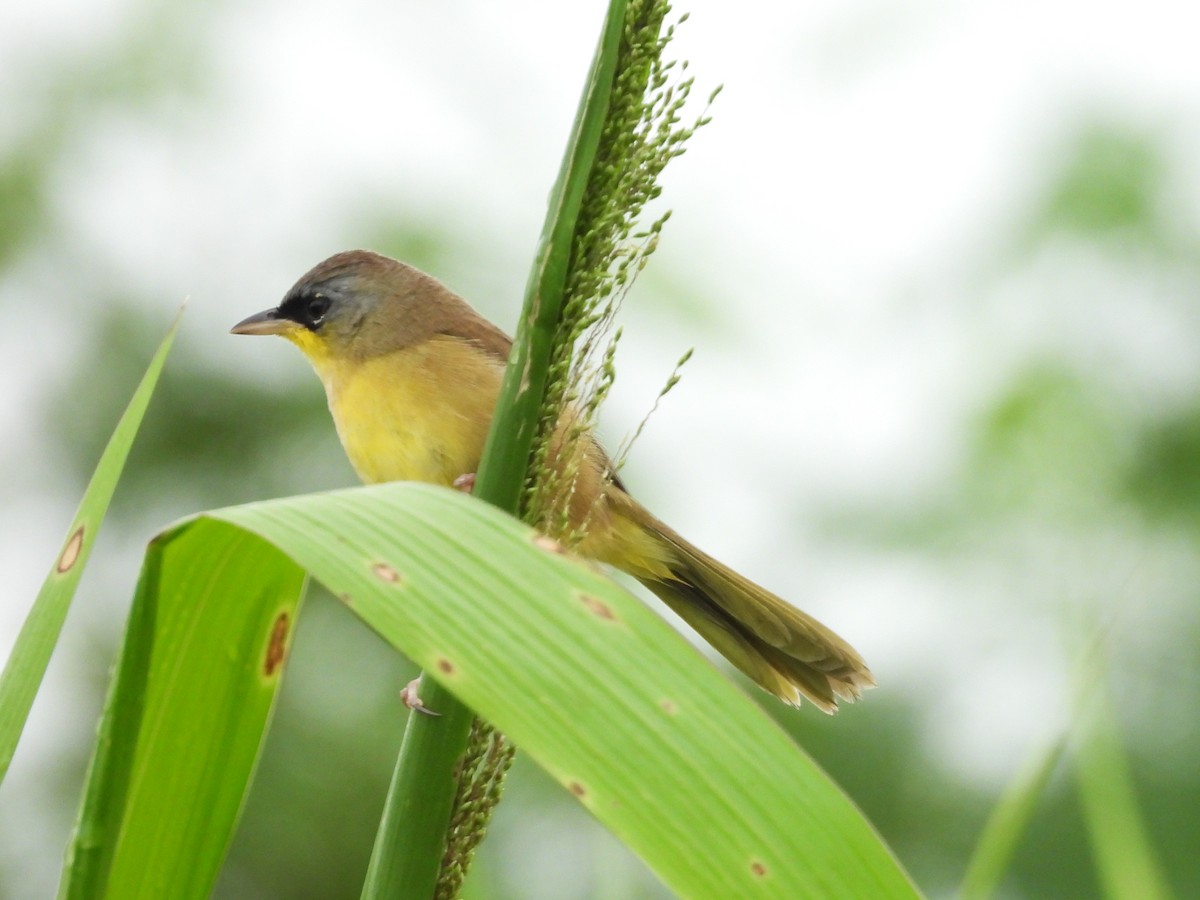 Gray-crowned Yellowthroat - ML644797543
