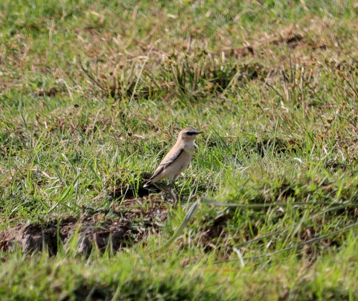 Northern Wheatear - ML644797559