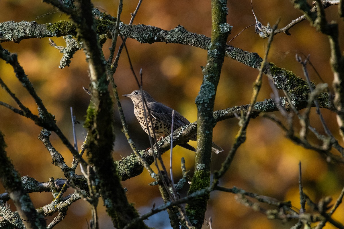 Grive draine - ML644797642