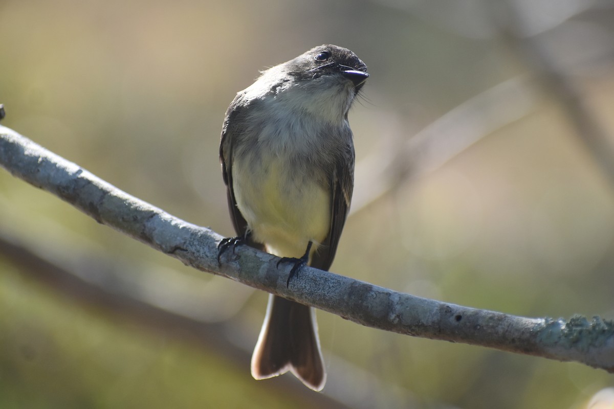 Mosquero Fibí - ML644797666