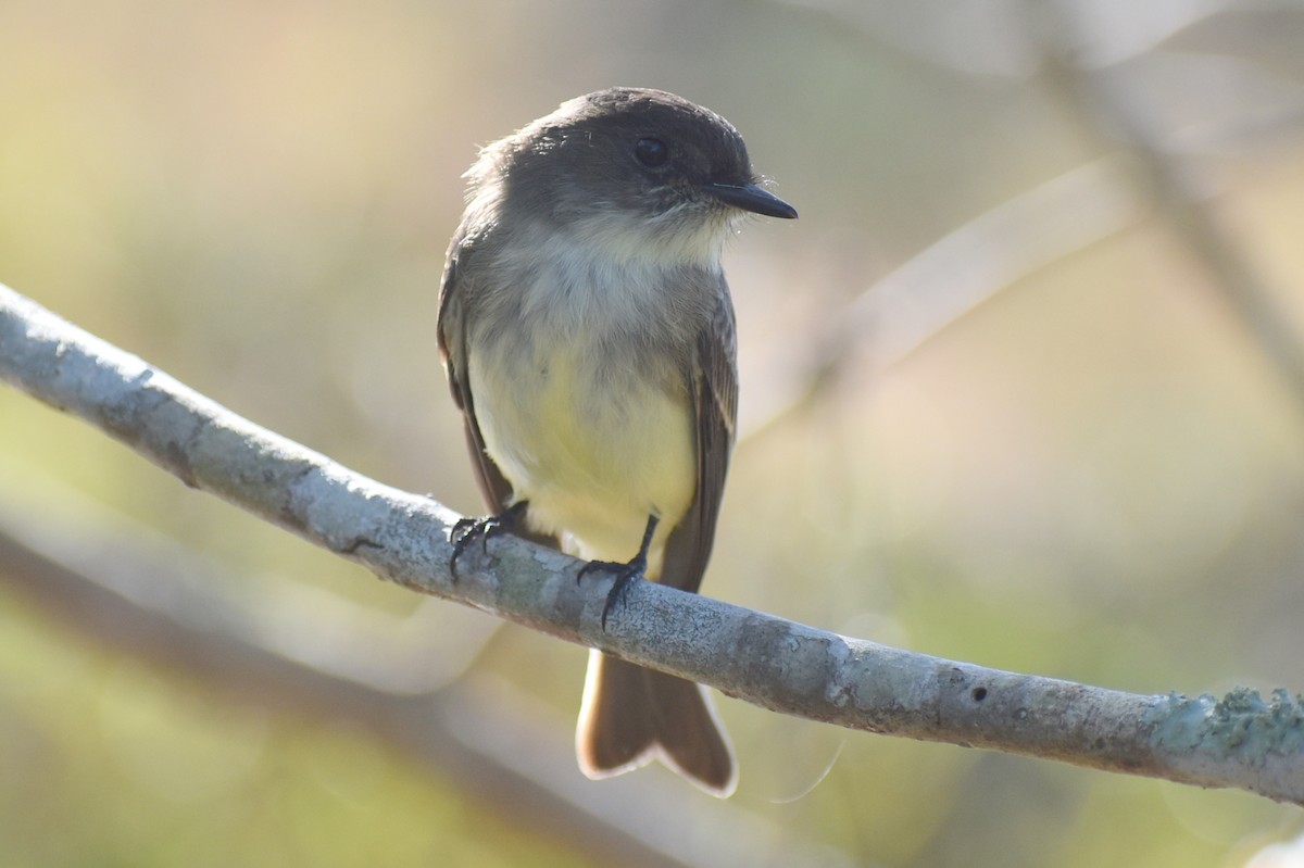 Mosquero Fibí - ML644797668