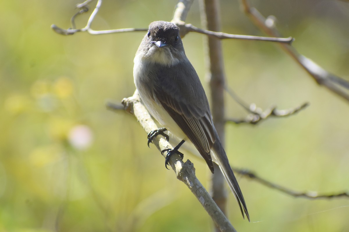 Mosquero Fibí - ML644797669