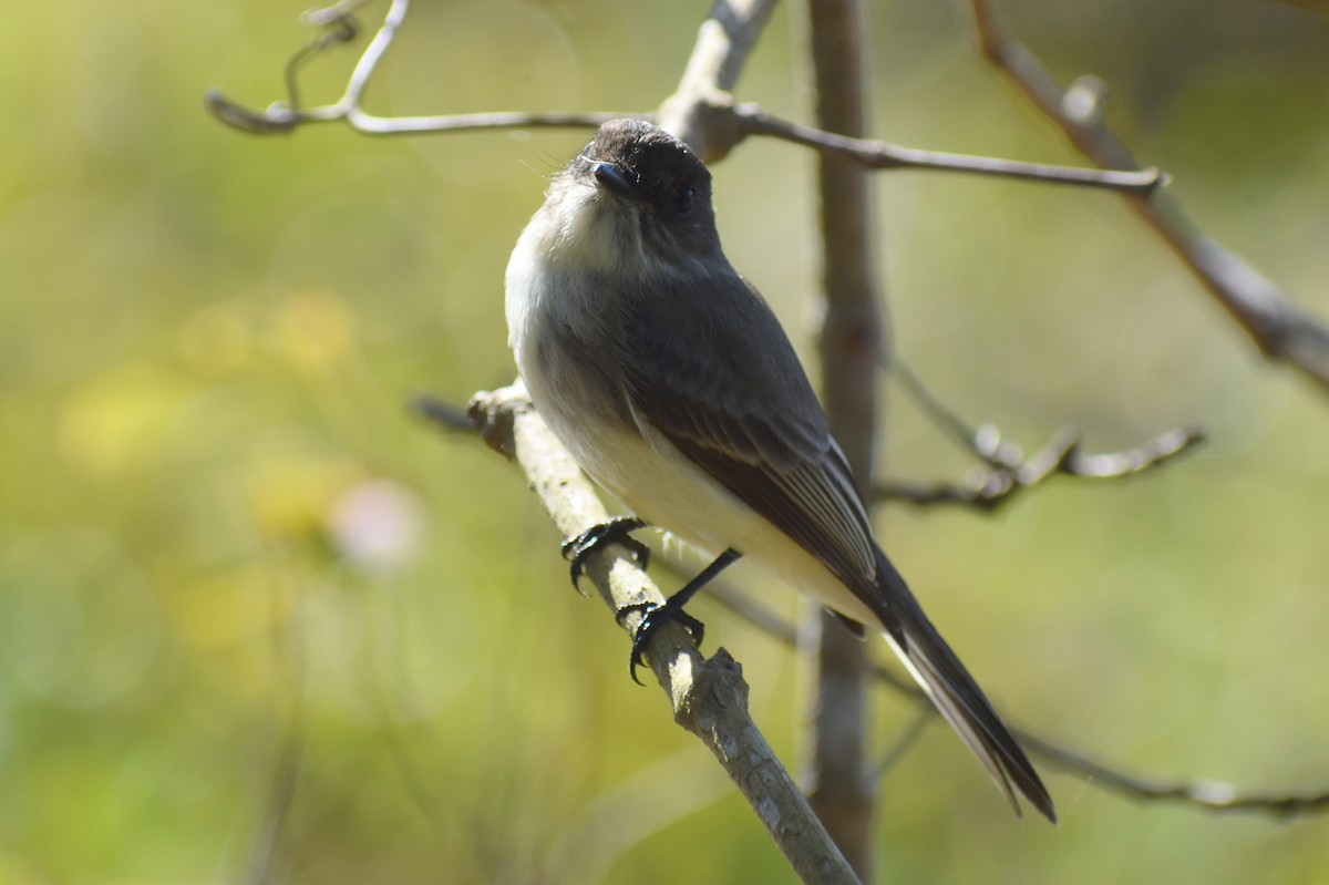 Mosquero Fibí - ML644797672