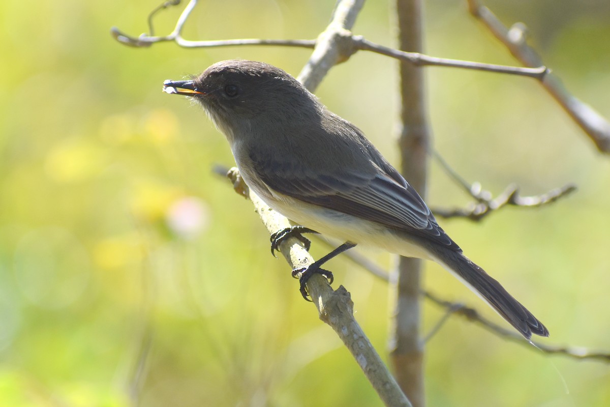 Mosquero Fibí - ML644797673