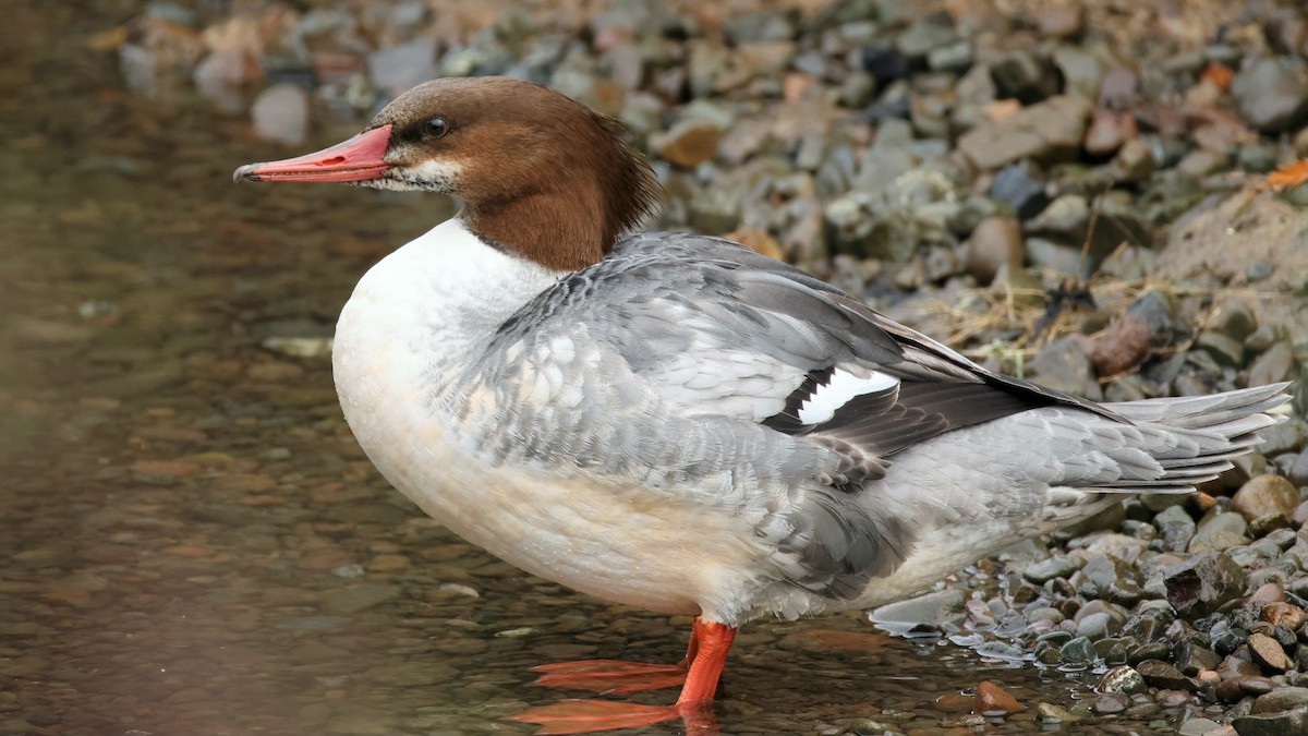 Common Merganser - ML644797677