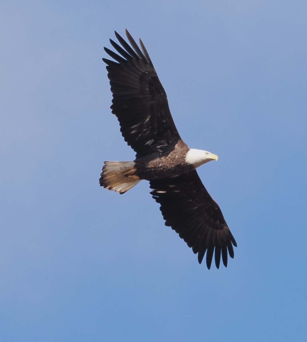 Bald Eagle - ML644797683