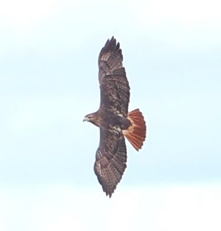 Red-tailed Hawk - ML644797690